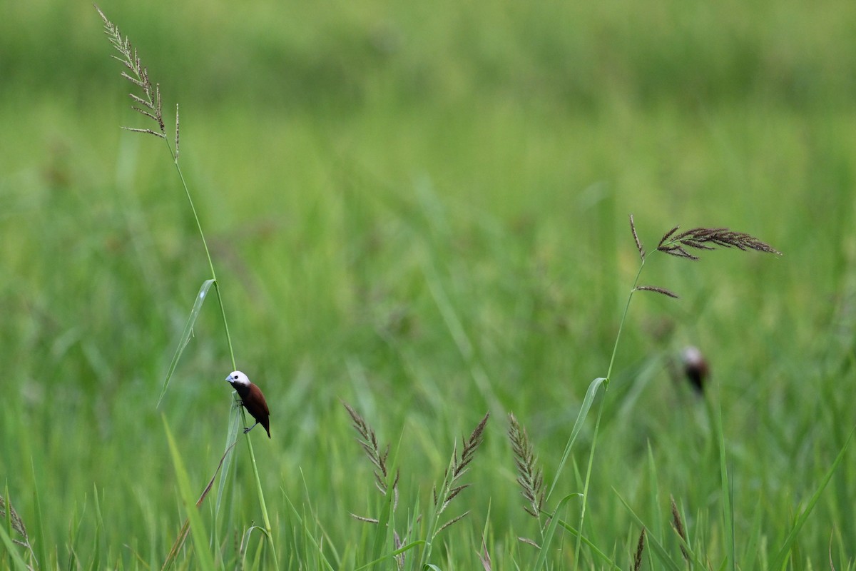 White-capped Munia - ML624336021