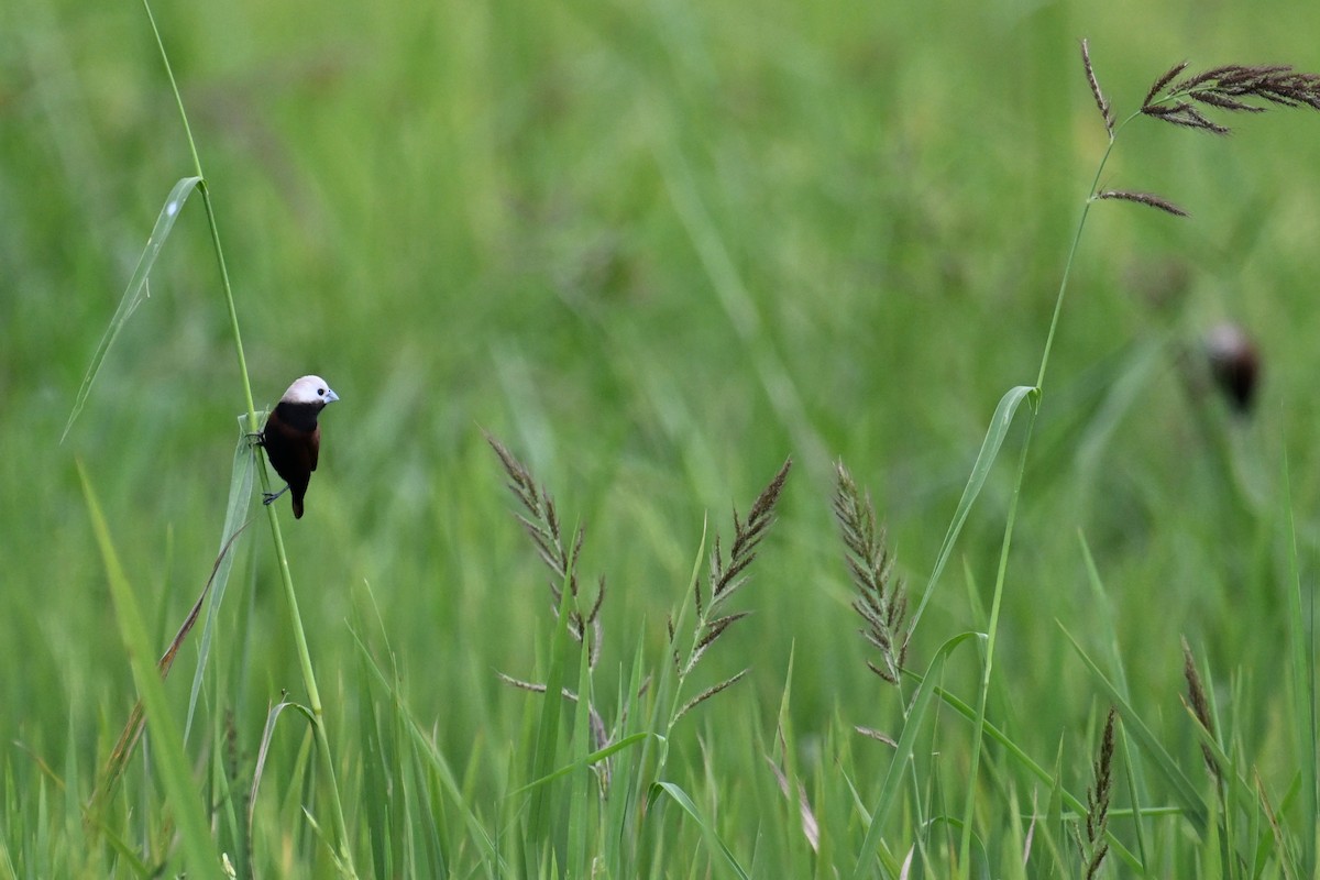 White-capped Munia - ML624336023