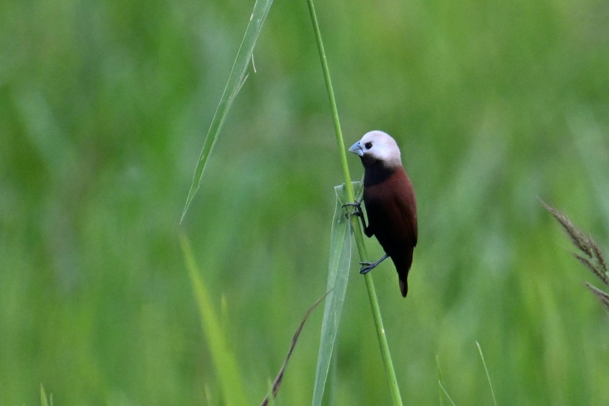 White-capped Munia - ML624336024