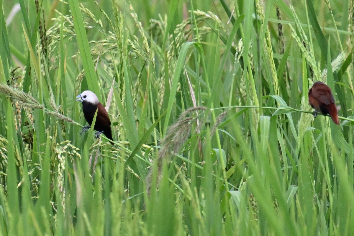White-capped Munia - ML624336026