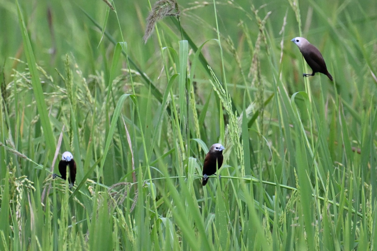 White-capped Munia - ML624336027