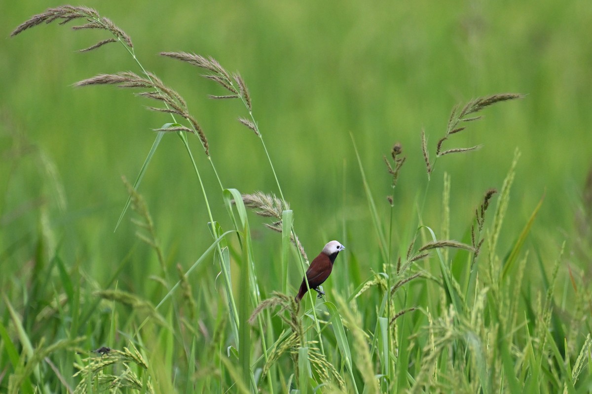 White-capped Munia - ML624336028