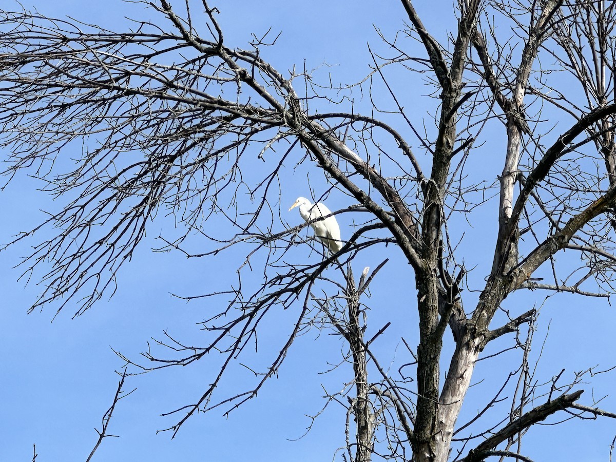 Great Egret - ML624336059