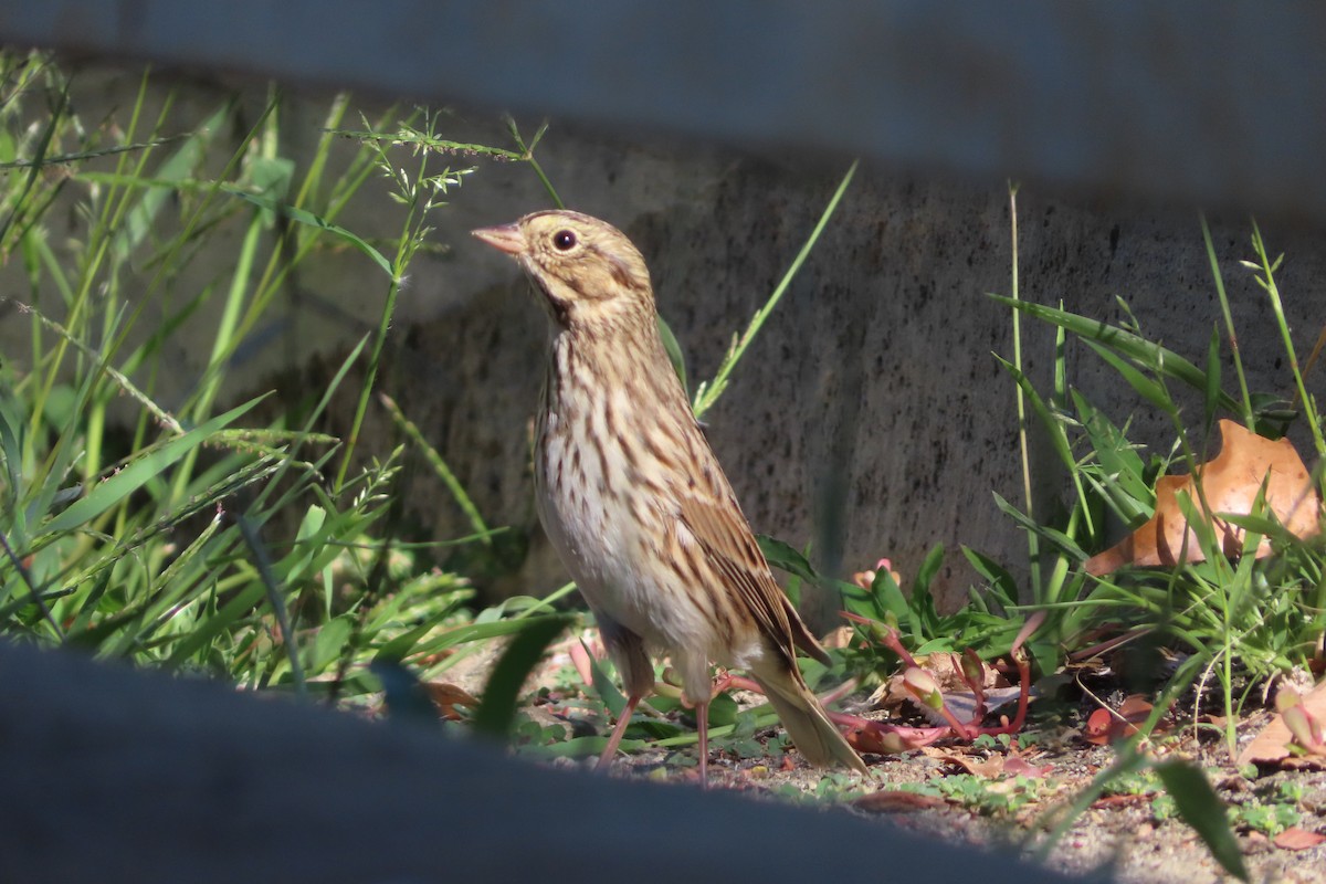 Vesper Sparrow - ML624336245