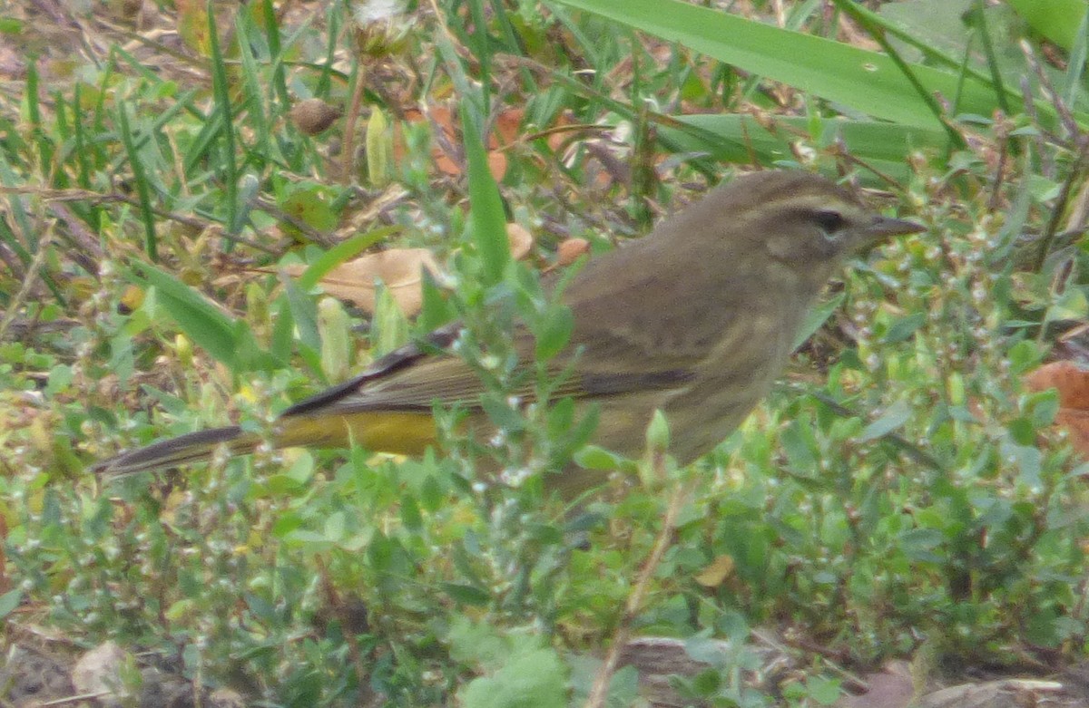 Palm Warbler - ML624336304