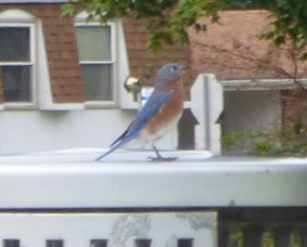 Eastern Bluebird - ML624336308