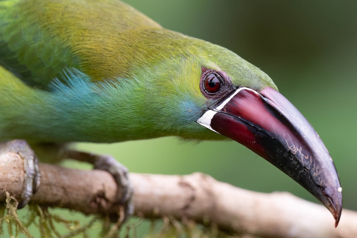 Crimson-rumped Toucanet - ML624336318