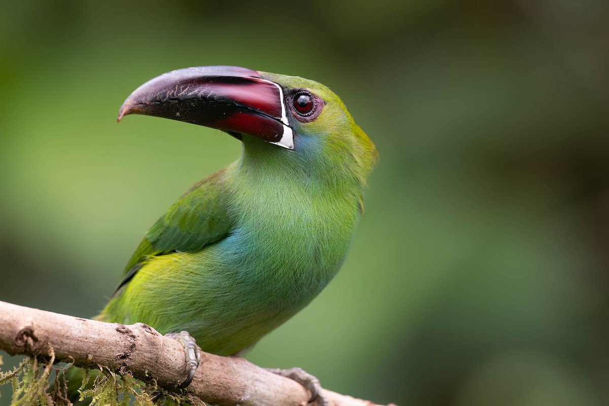 Crimson-rumped Toucanet - ML624336319