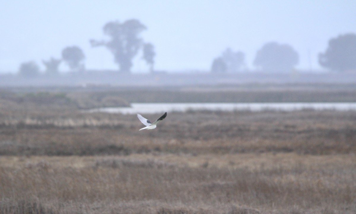 White-tailed Kite - ML624336334