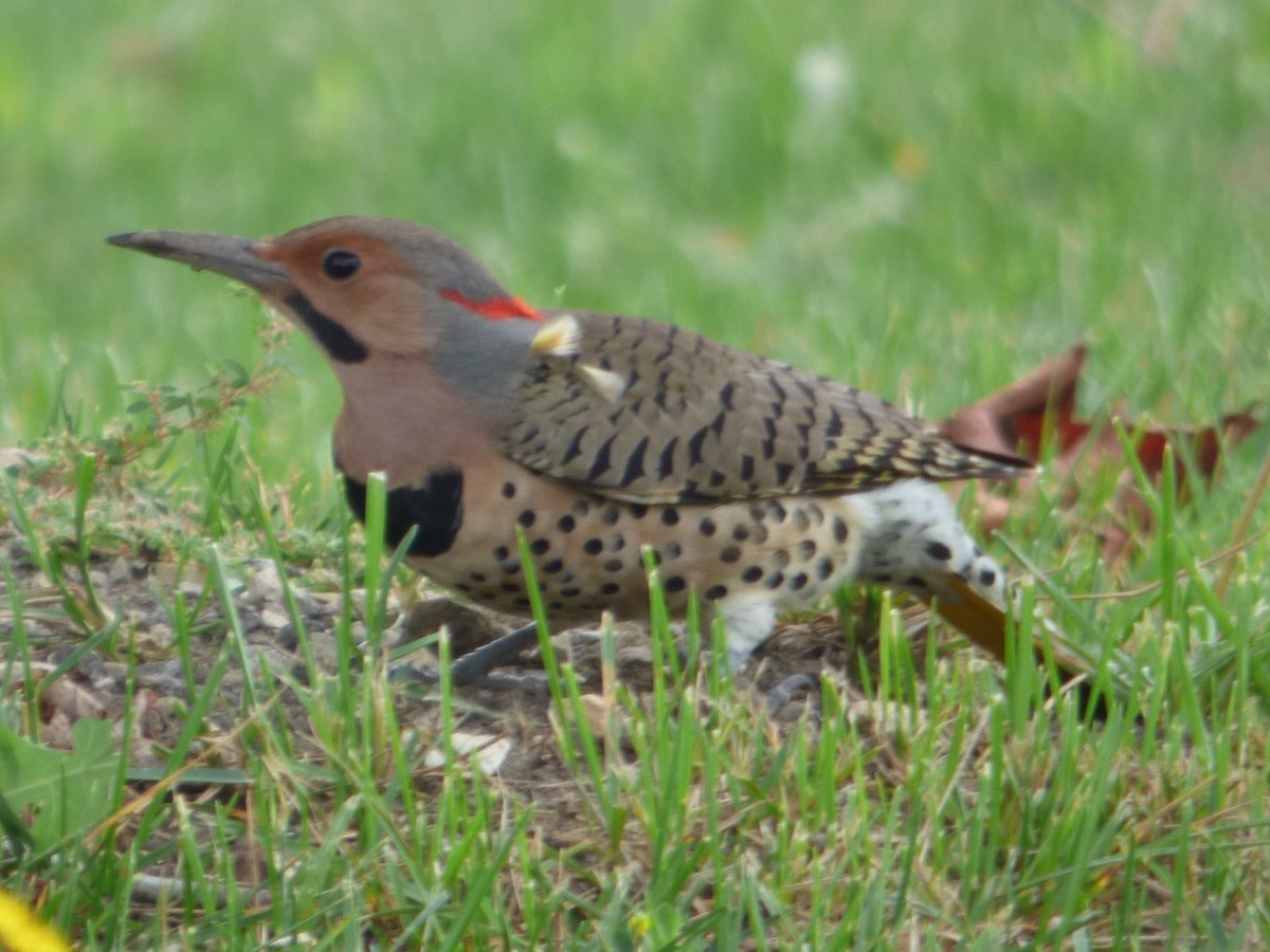 Northern Flicker - ML624336335