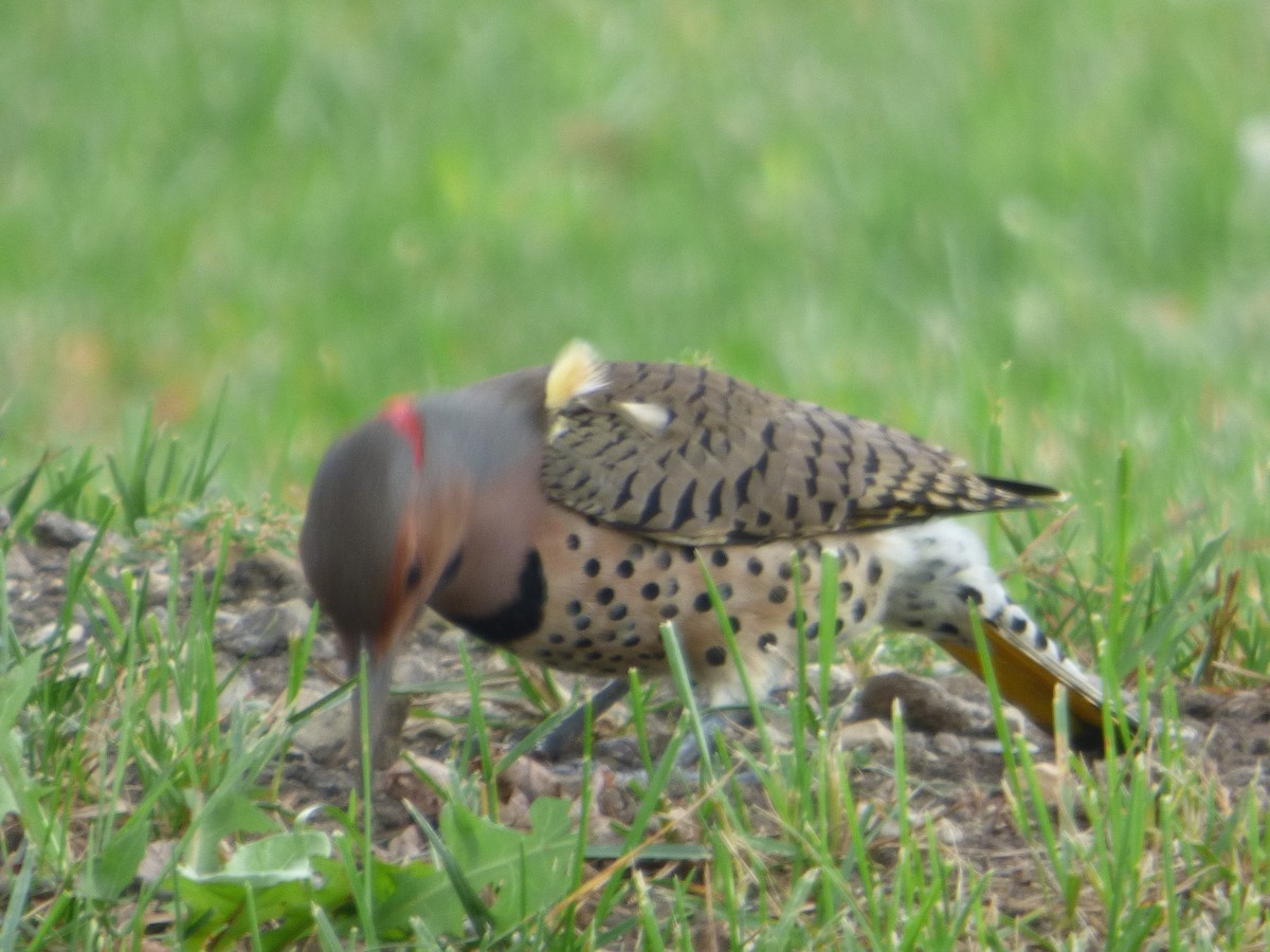 Northern Flicker - ML624336336