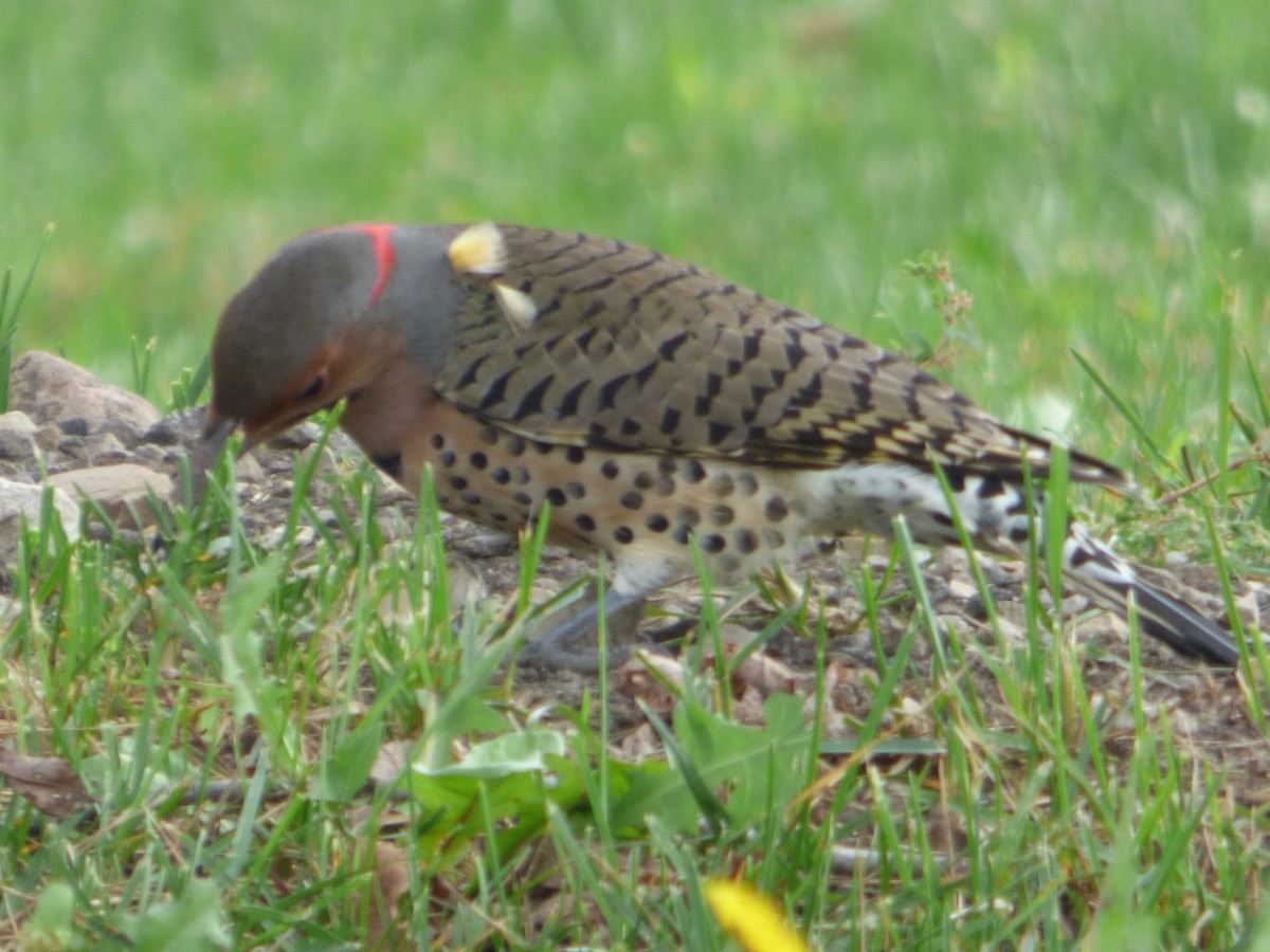 Northern Flicker - ML624336337