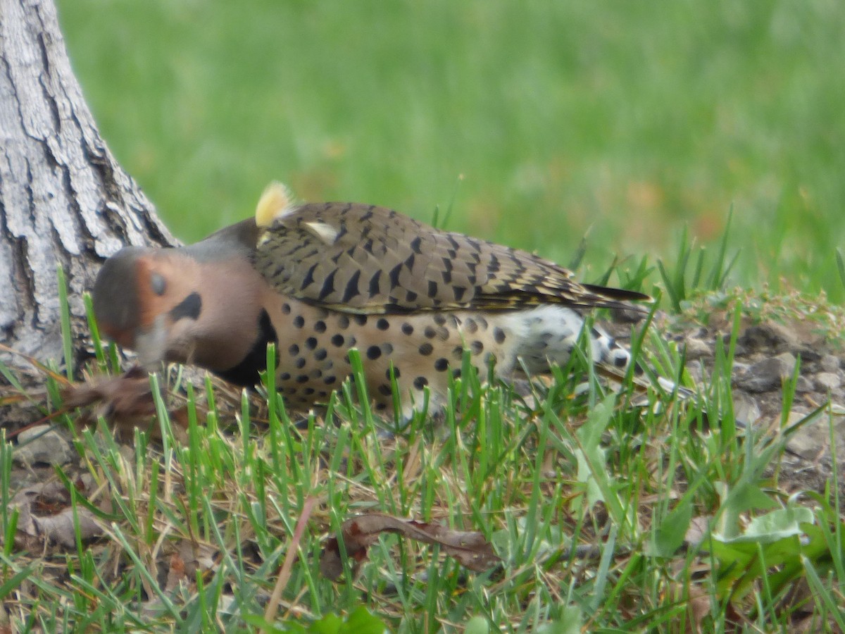 Northern Flicker - ML624336338