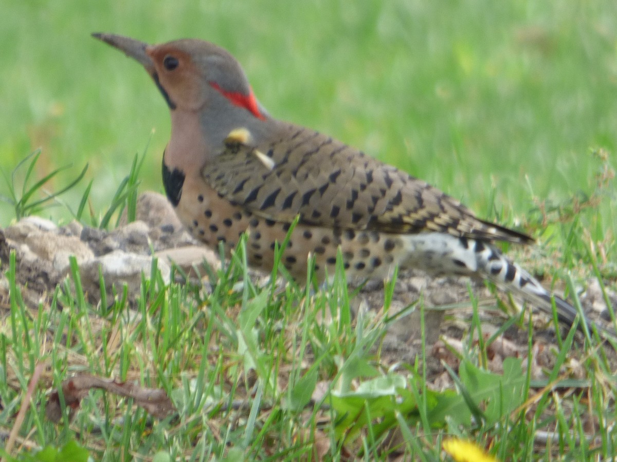 Northern Flicker - ML624336339