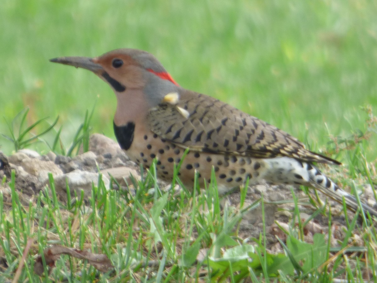 Northern Flicker - ML624336340