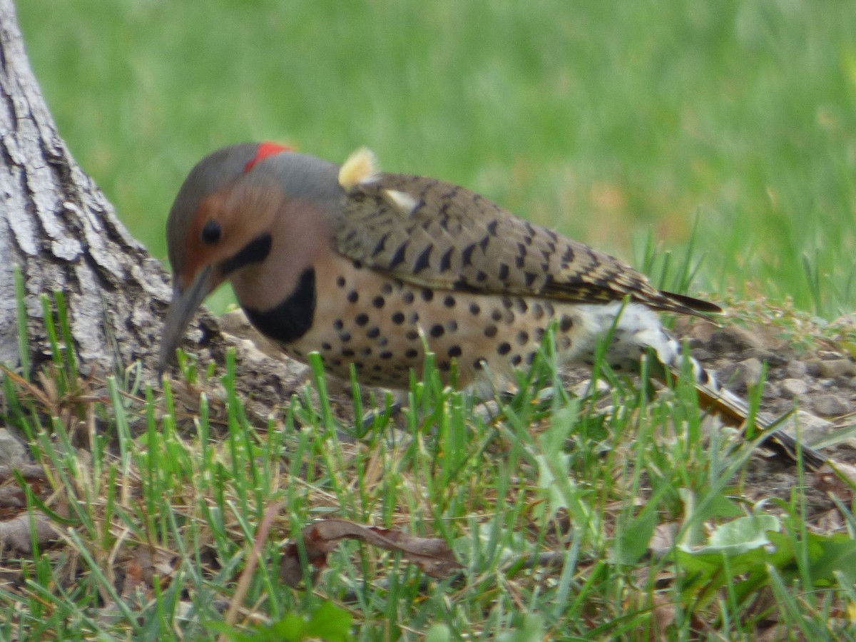 Northern Flicker - ML624336341