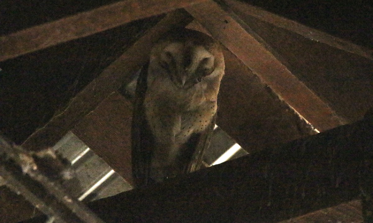 American Barn Owl - ML624336342