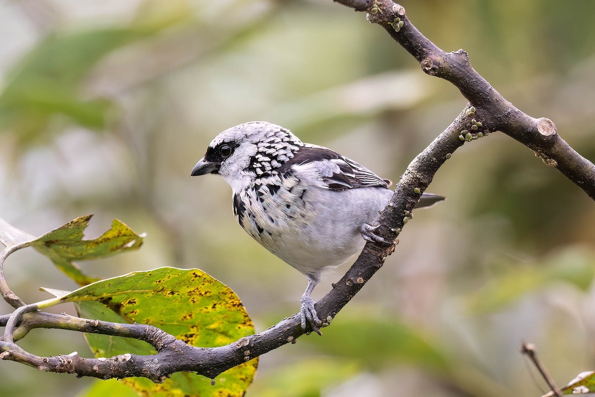 Gray-and-gold Tanager - ML624336349