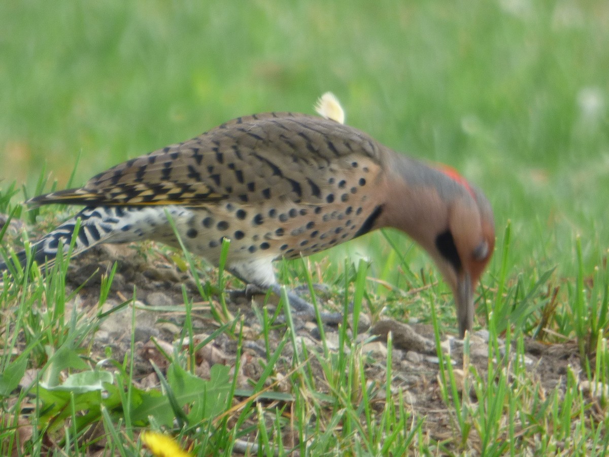 Northern Flicker - ML624336366