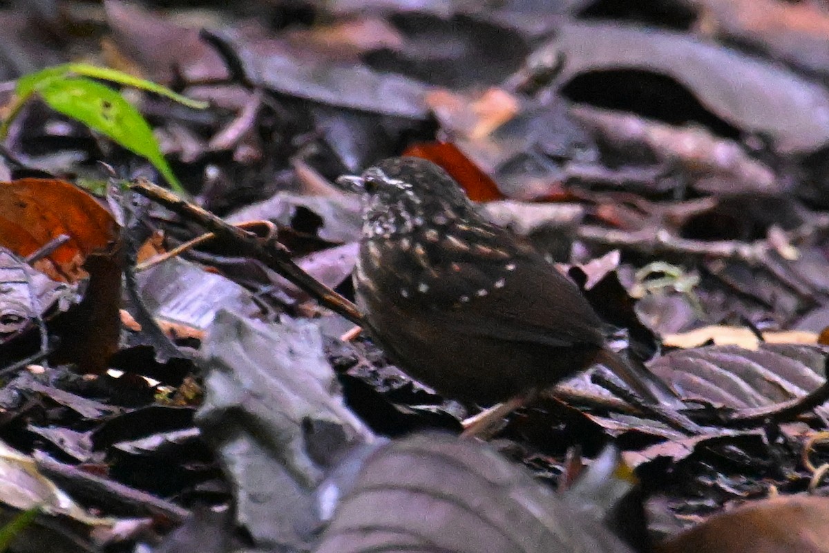 Eyebrowed Wren-Babbler - ML624336497