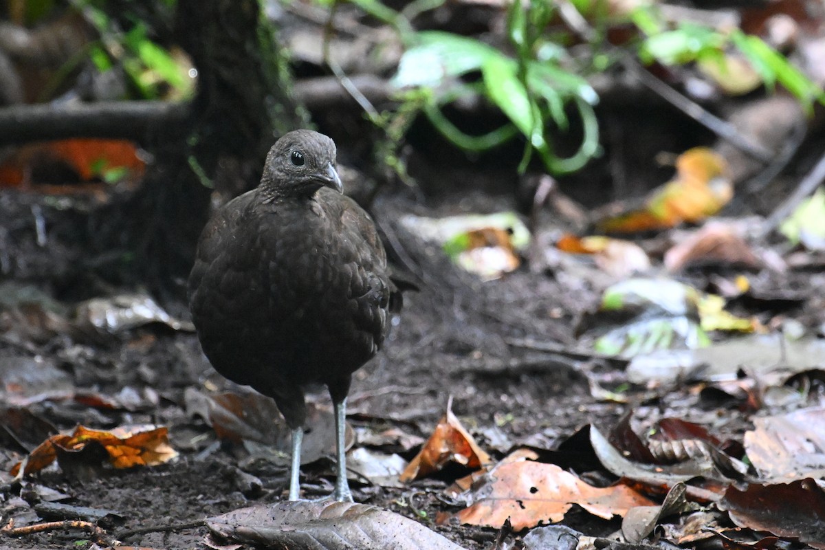 Bronze-tailed Peacock-Pheasant - ML624336516