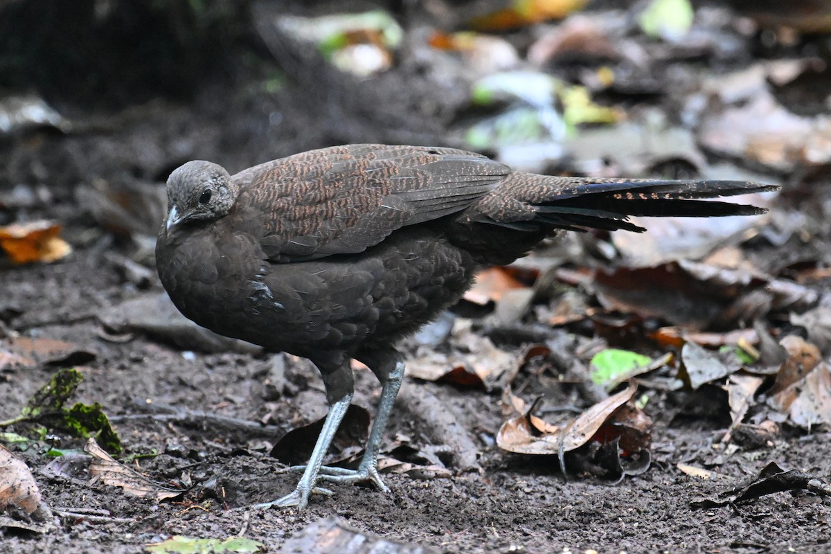 Bronze-tailed Peacock-Pheasant - ML624336517