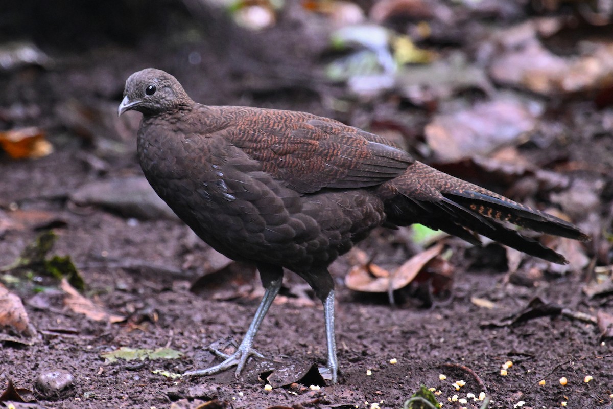 Bronze-tailed Peacock-Pheasant - ML624336523