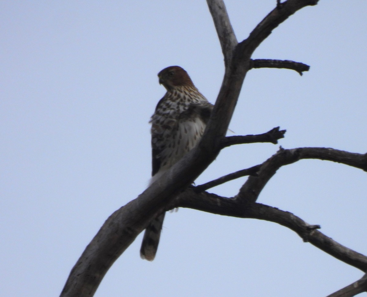 Sharp-shinned Hawk - ML624336533