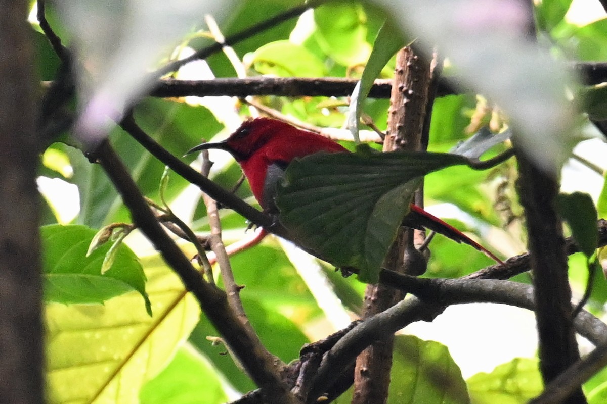 Temminck's Sunbird - ML624336591