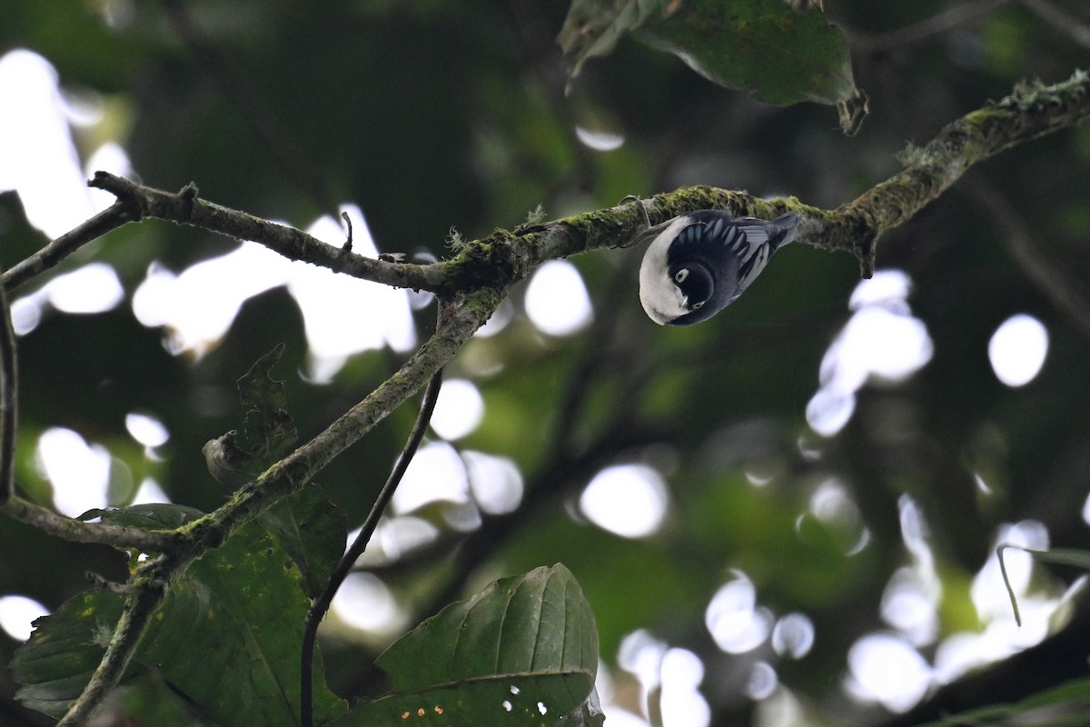 Blue Nuthatch - ML624336610