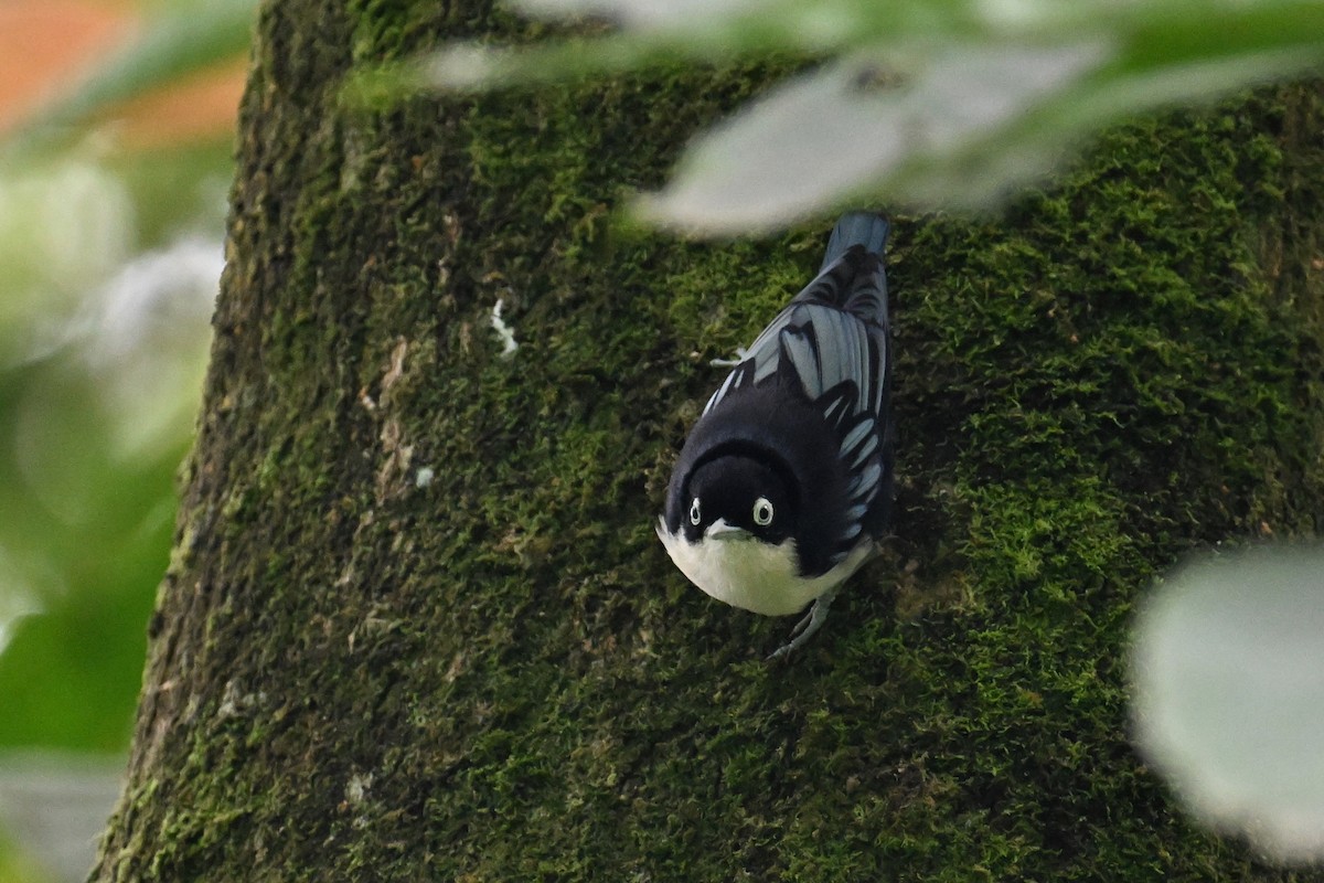 Blue Nuthatch - ML624336611