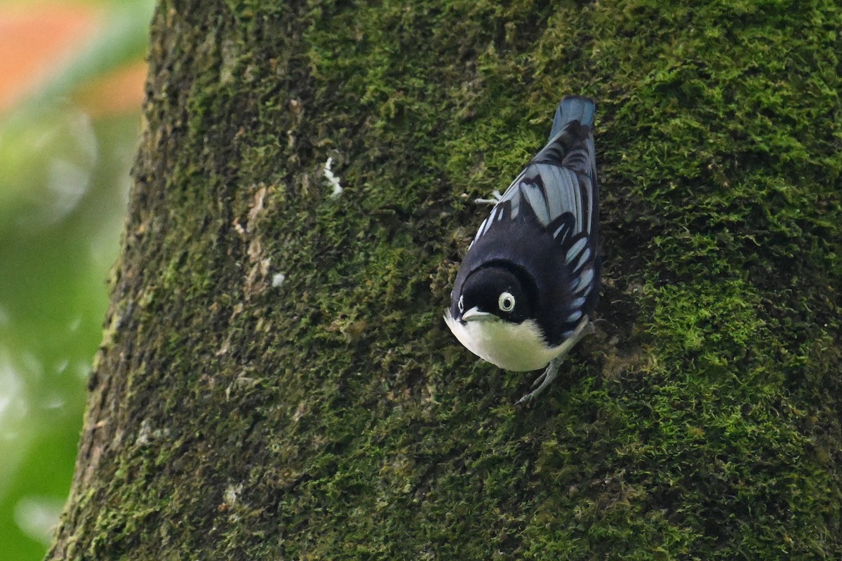 Blue Nuthatch - ML624336612