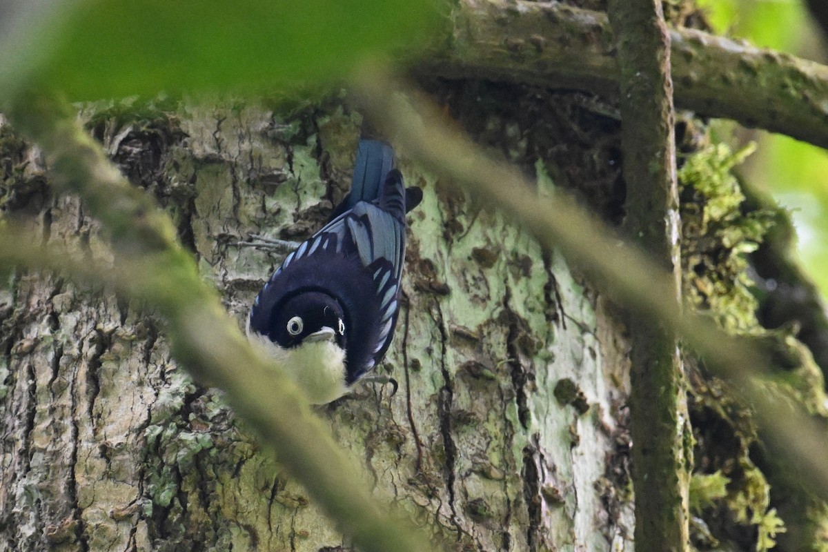 Blue Nuthatch - ML624336626