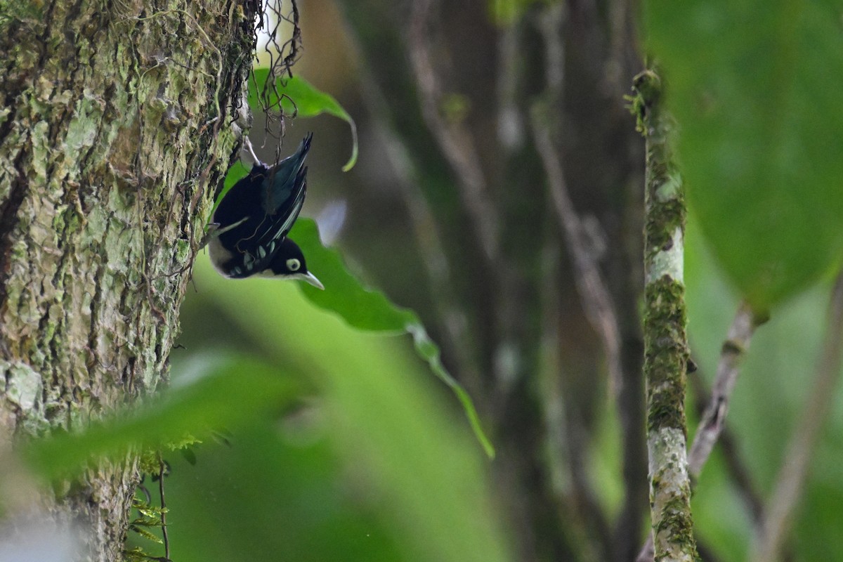 Blue Nuthatch - ML624336627