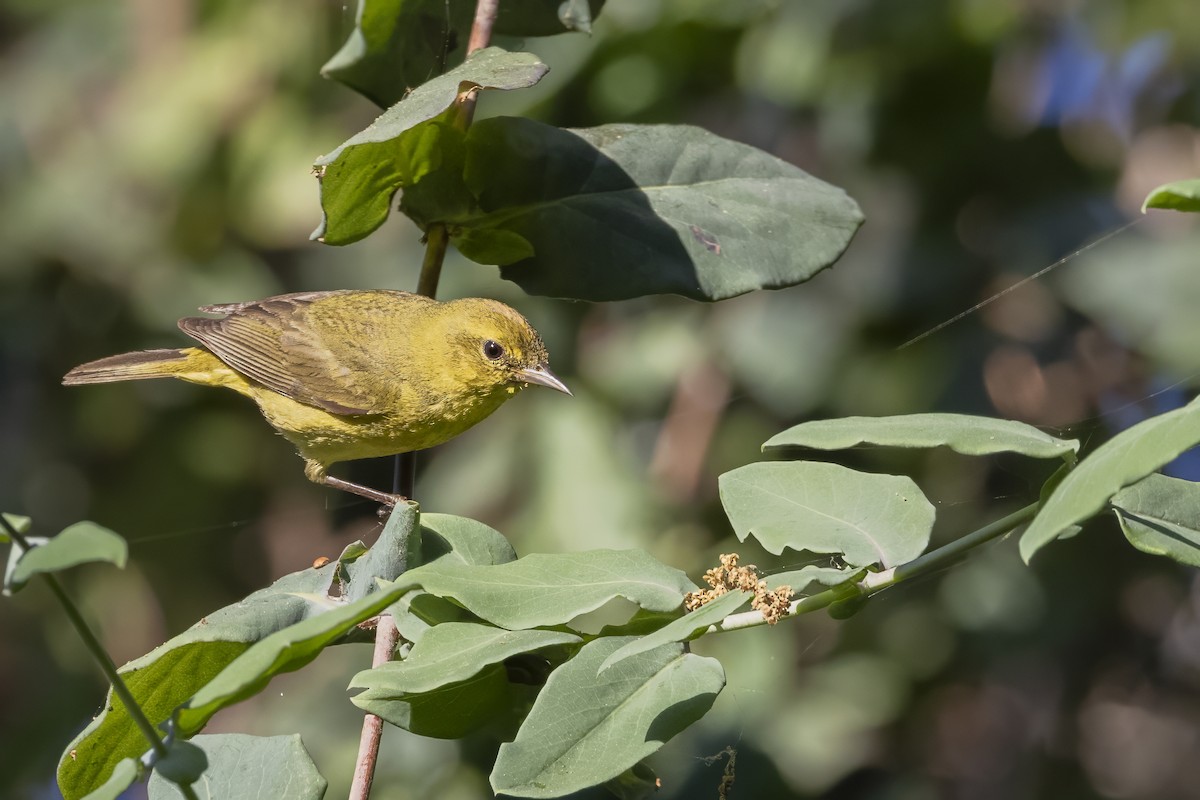 Orange-crowned Warbler - ML624336637