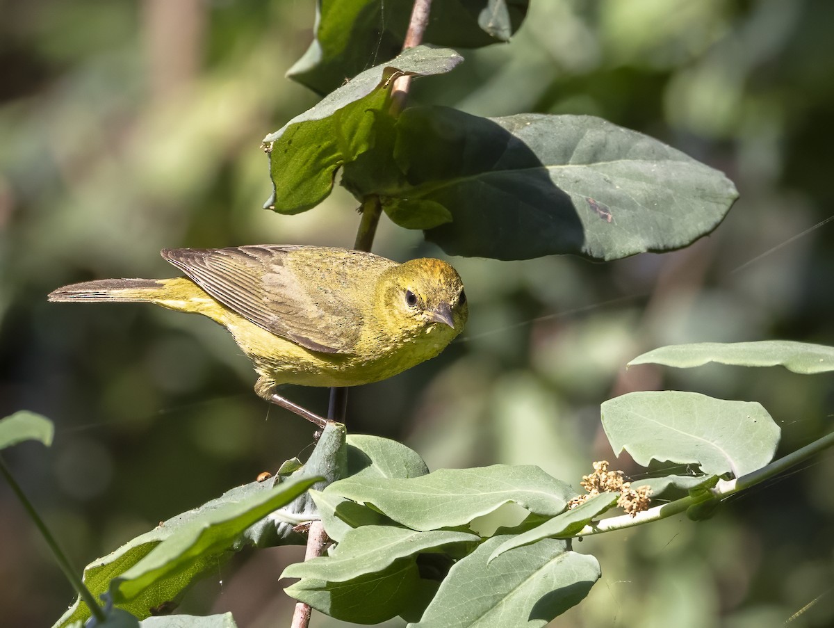 Orange-crowned Warbler - ML624336639