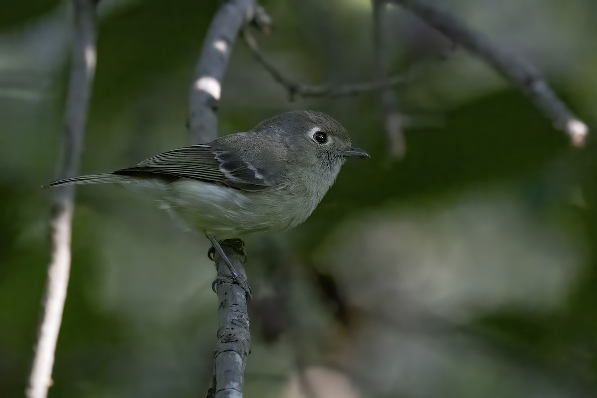 Hutton's Vireo - ML624336658