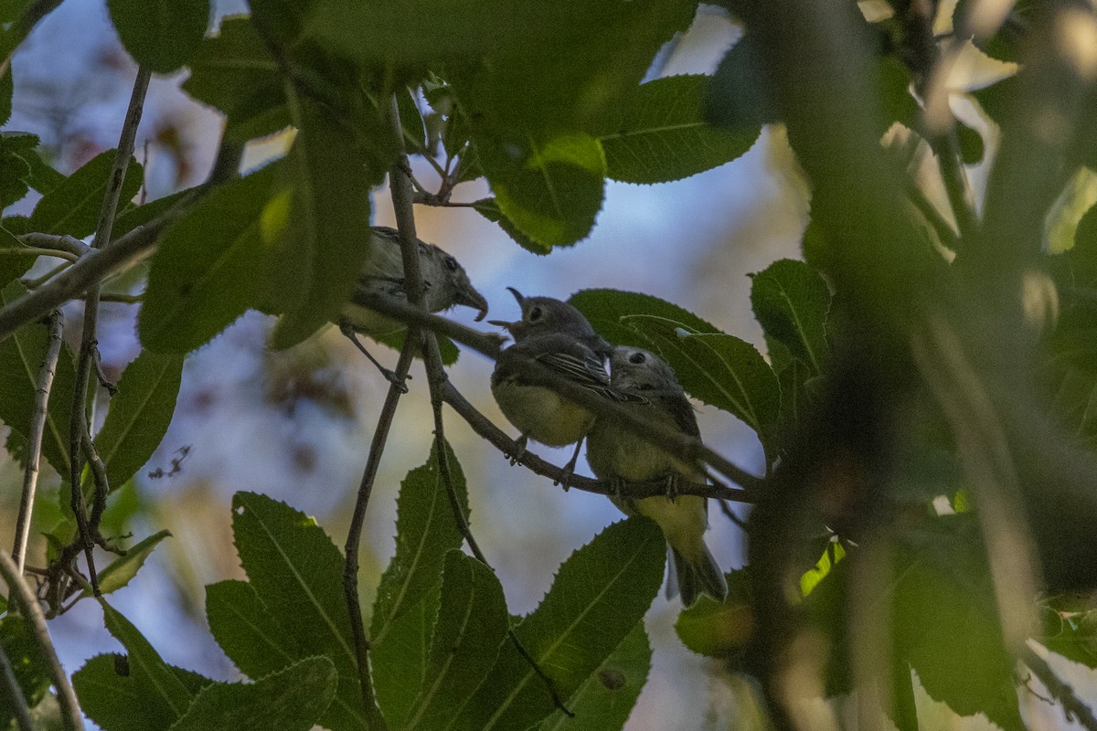 Hutton's Vireo - ML624336664