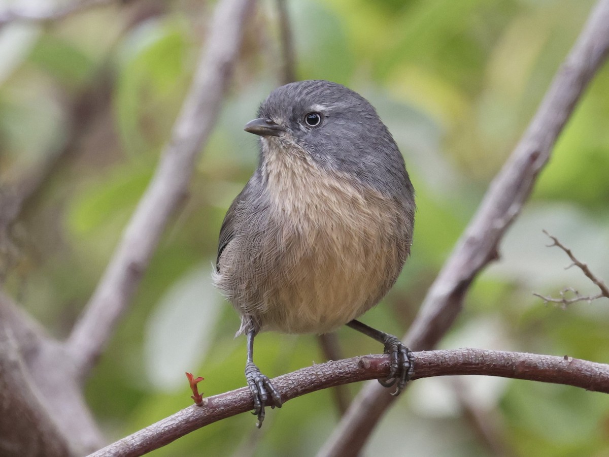 Wrentit - ML624336666