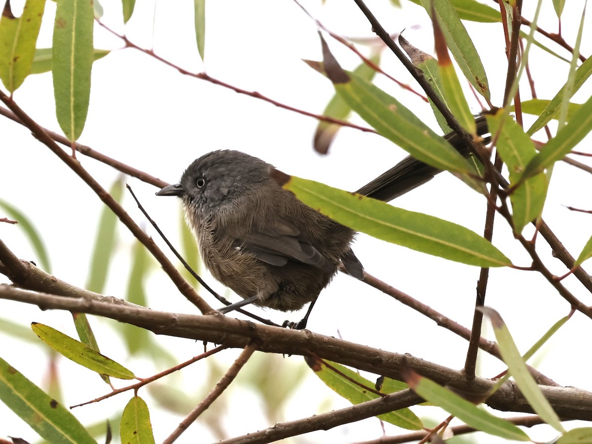 Wrentit - ML624336667
