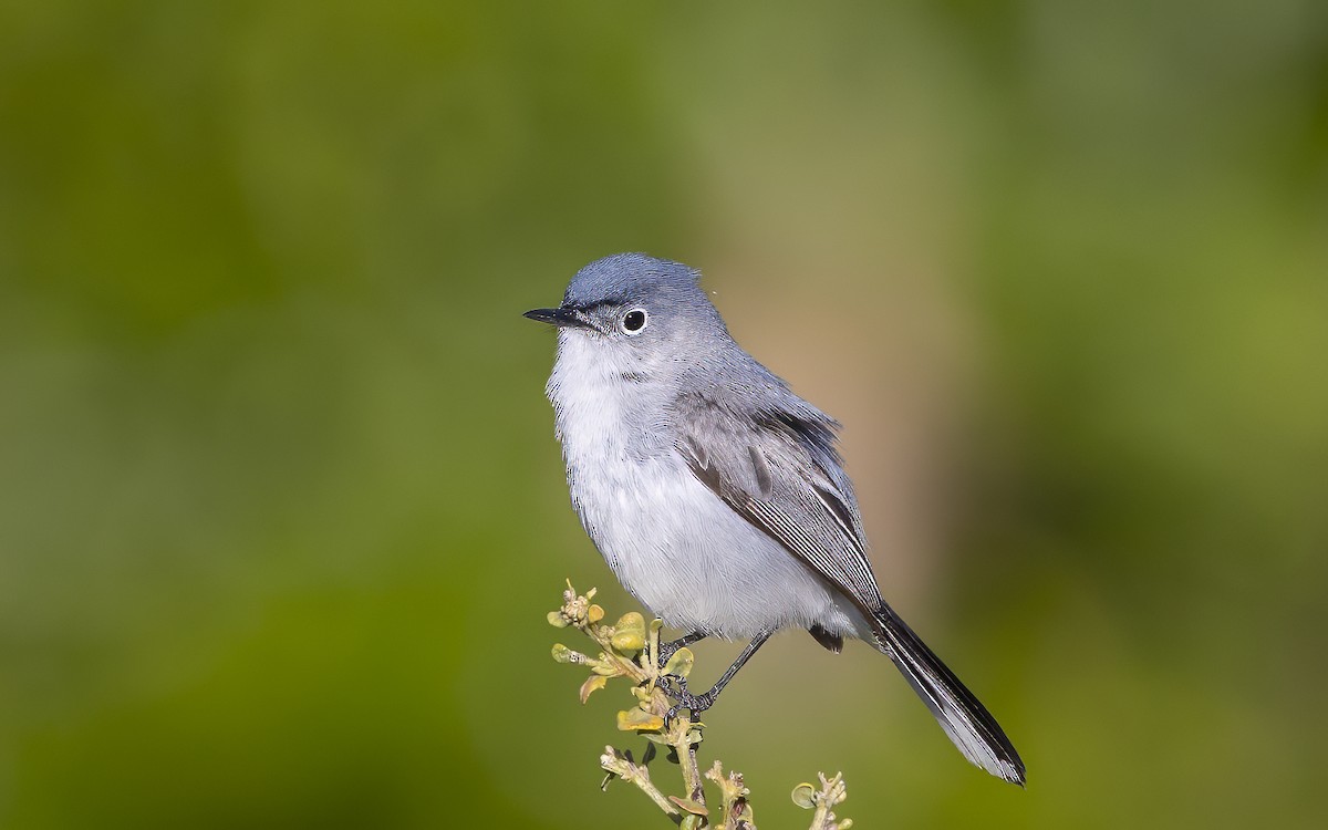 Blue-gray Gnatcatcher - ML624336676