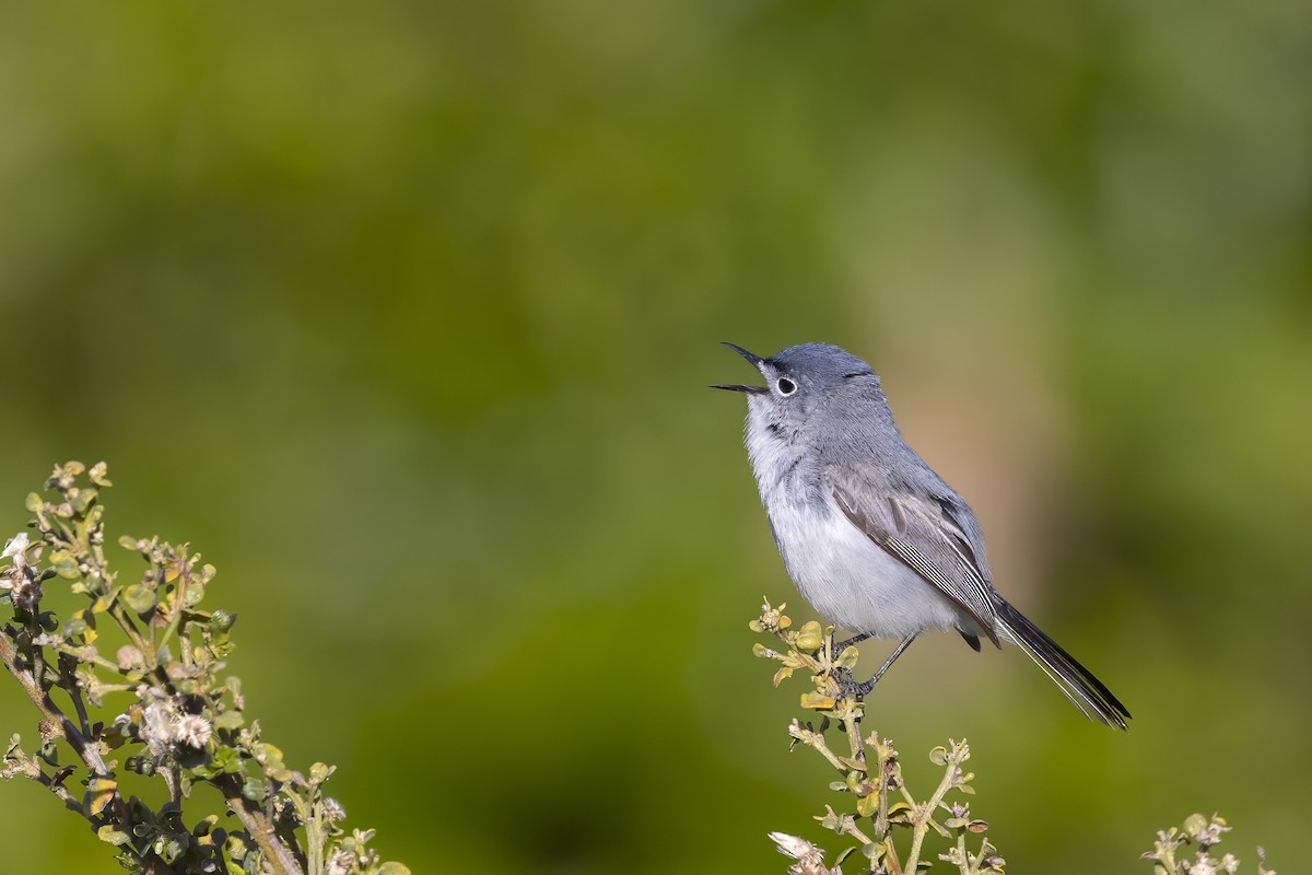 Blue-gray Gnatcatcher - ML624336679