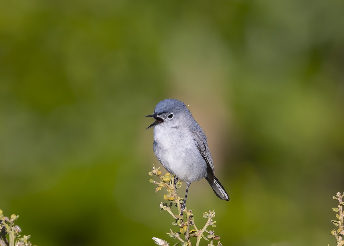 Blue-gray Gnatcatcher - ML624336682
