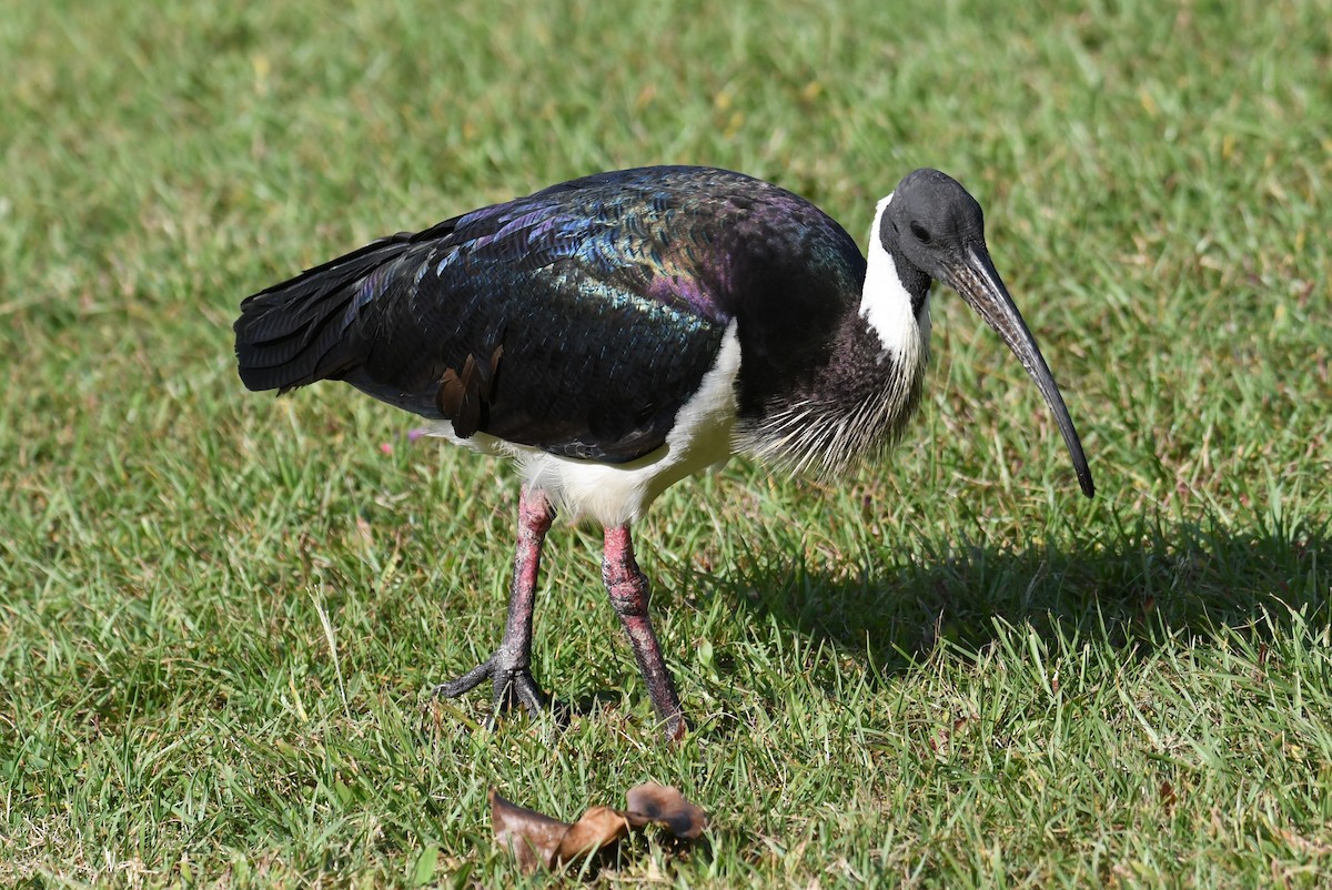 Straw-necked Ibis - ML624336776