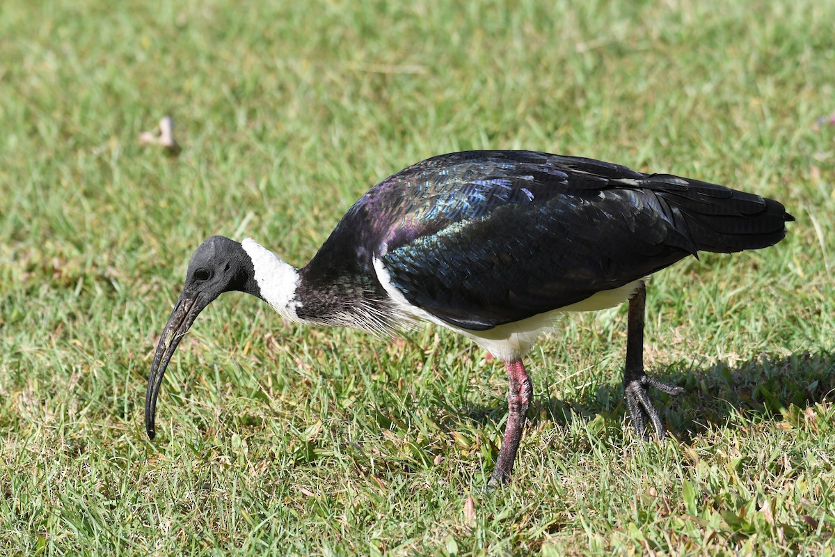 Straw-necked Ibis - Colin Dillingham