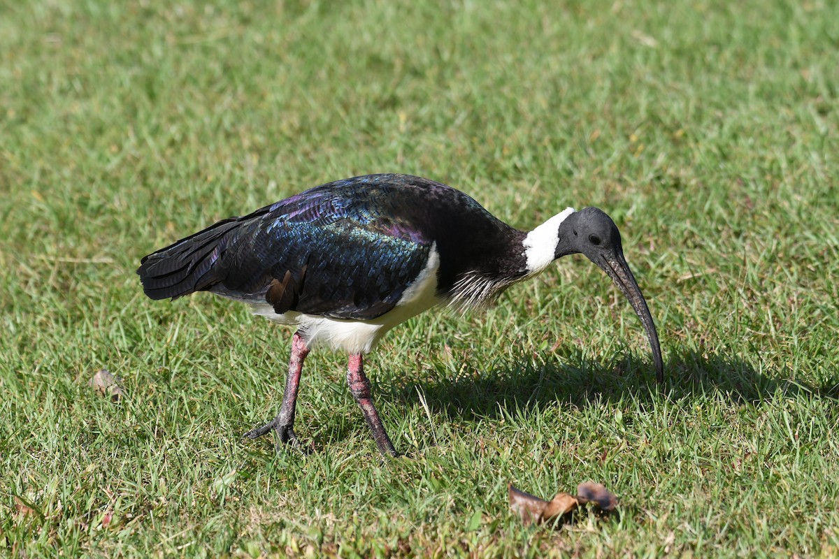 Straw-necked Ibis - ML624336778