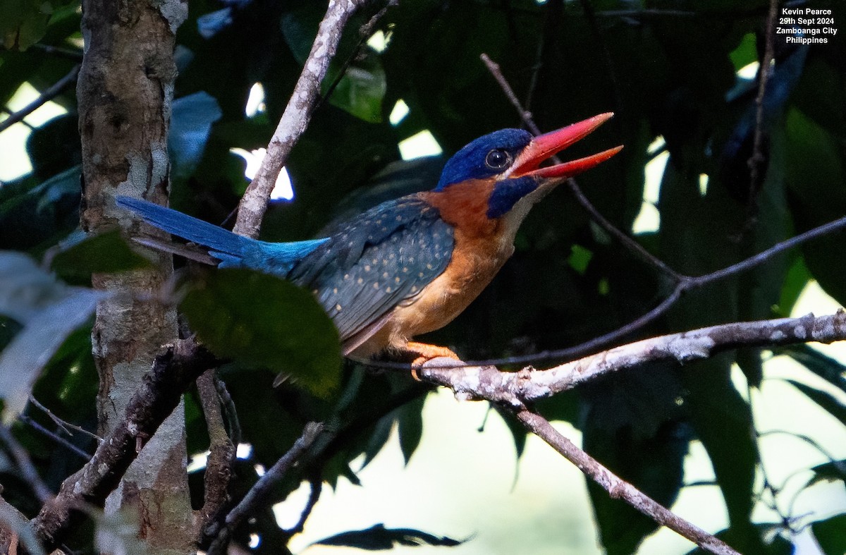 Blue-capped Kingfisher - Kevin Pearce