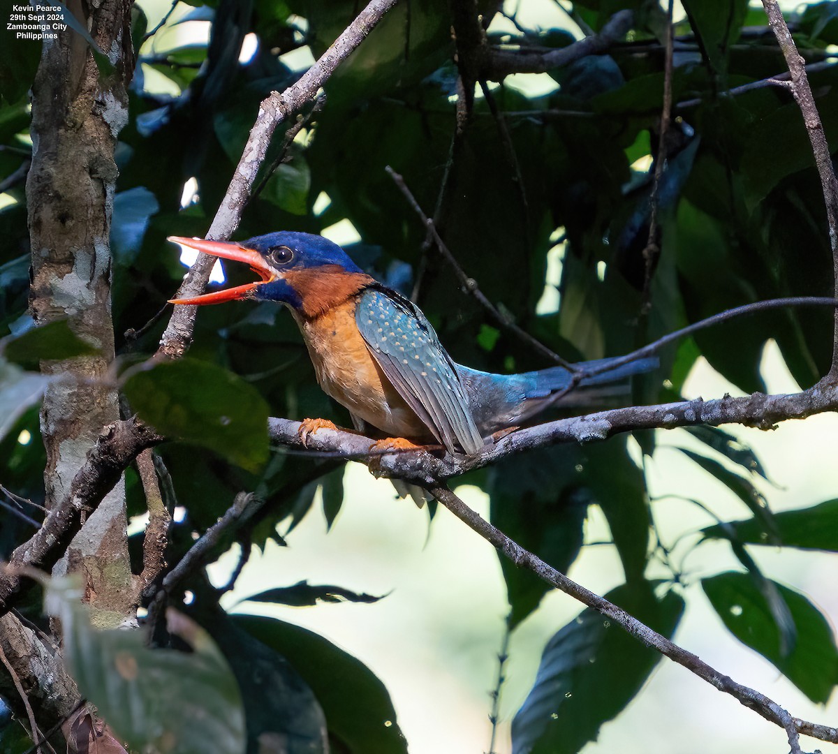 Blue-capped Kingfisher - Kevin Pearce