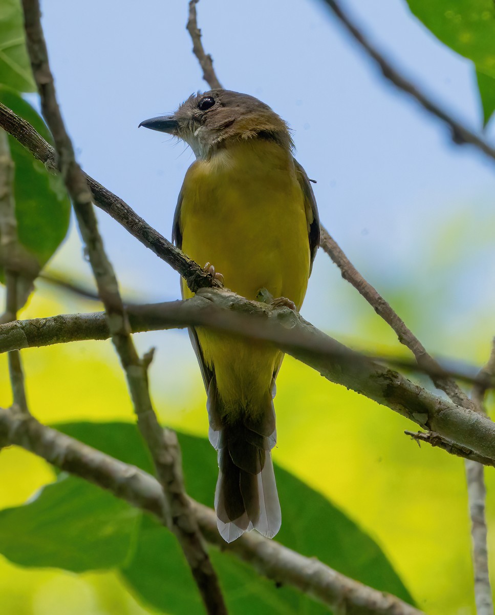 Yellow-bellied Whistler - ML624336924