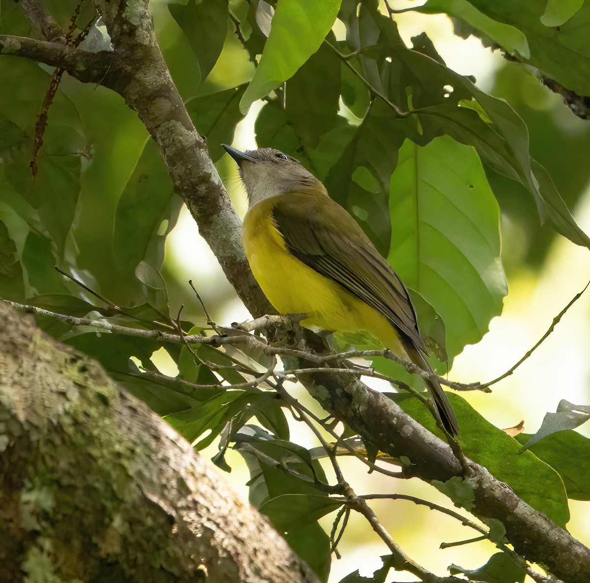 Yellow-bellied Whistler - ML624336925